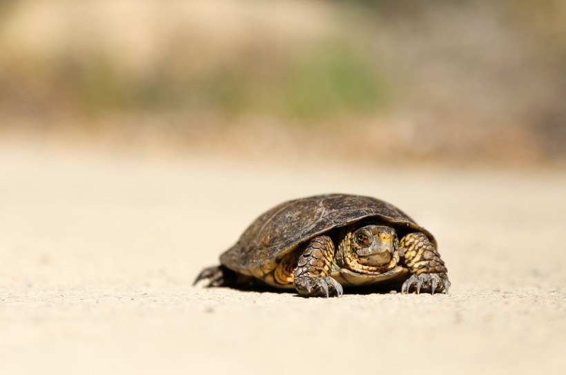 点击大图看下一张：行动缓慢的乌龟图片