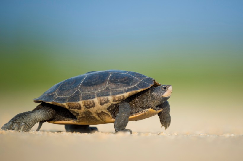点击大图看下一张：行动缓慢的乌龟图片