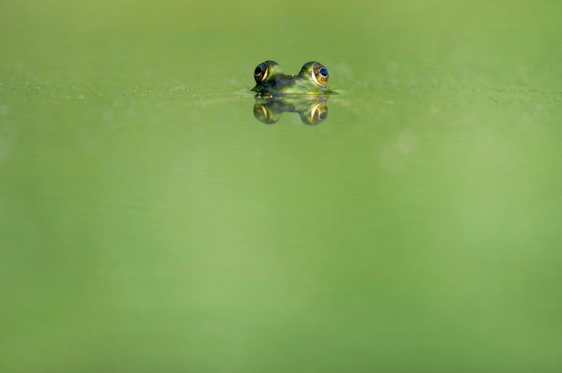点击大图看下一张：形态各异的青蛙图片