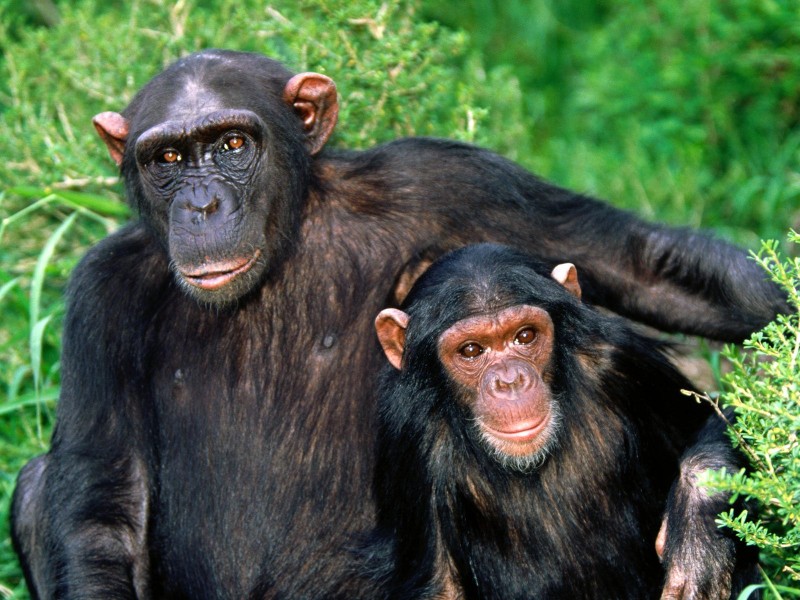 点击大图看下一张：猩猩图片