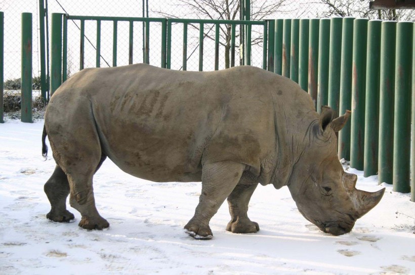点击大图看下一张：犀牛图片