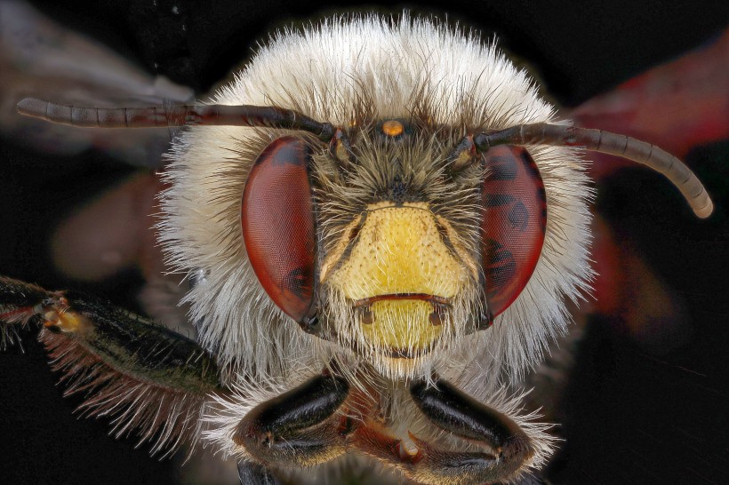 点击大图看下一张：蜜蜂图片