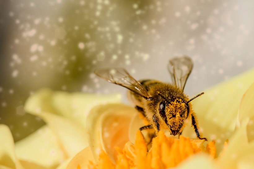 点击大图看下一张：辛勤的蜜蜂图片