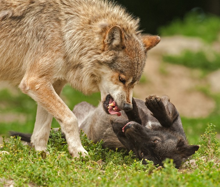 点击大图看下一张：凶残的狼图片