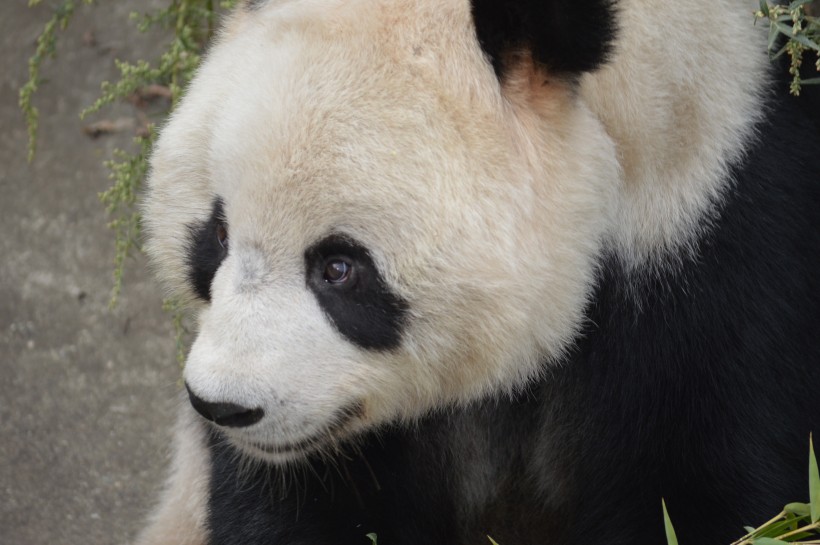 点击大图看下一张：可爱的熊猫图片