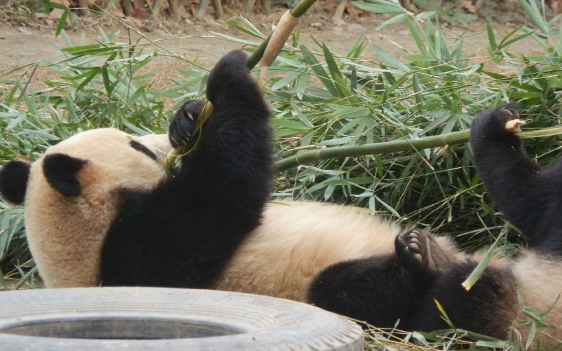 点击大图看下一张：熊猫图片