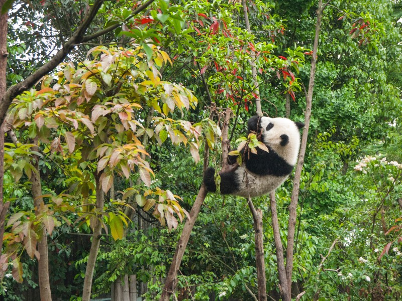 点击大图看下一张：可爱的熊猫图片
