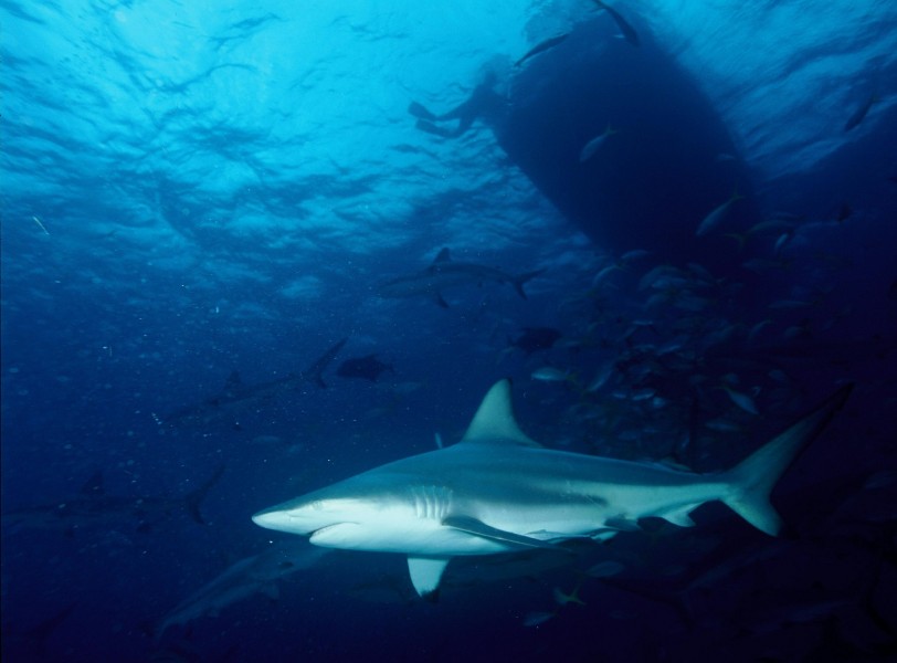 点击大图看下一张：凶猛的鲨鱼图片