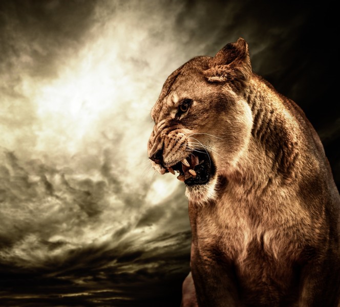 点击大图看下一张：凶猛的狮子图片