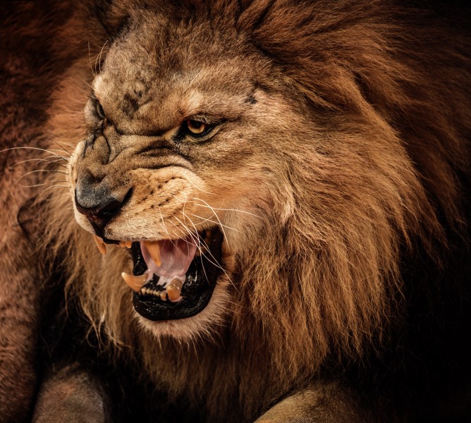 点击大图看下一张：凶猛的狮子图片