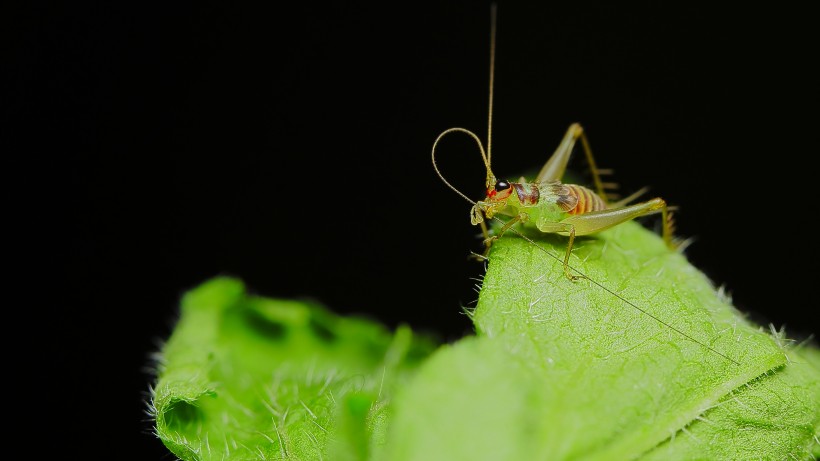 点击大图看下一张：七彩蟋蟀昆虫图片