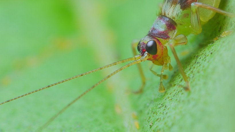 点击大图看下一张：七彩蟋蟀昆虫图片