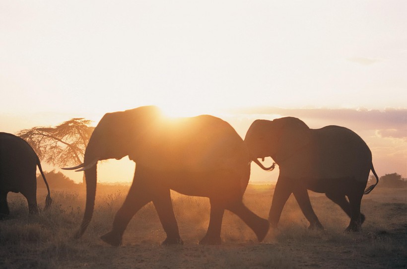 点击大图看下一张：夕阳大象剪影图片