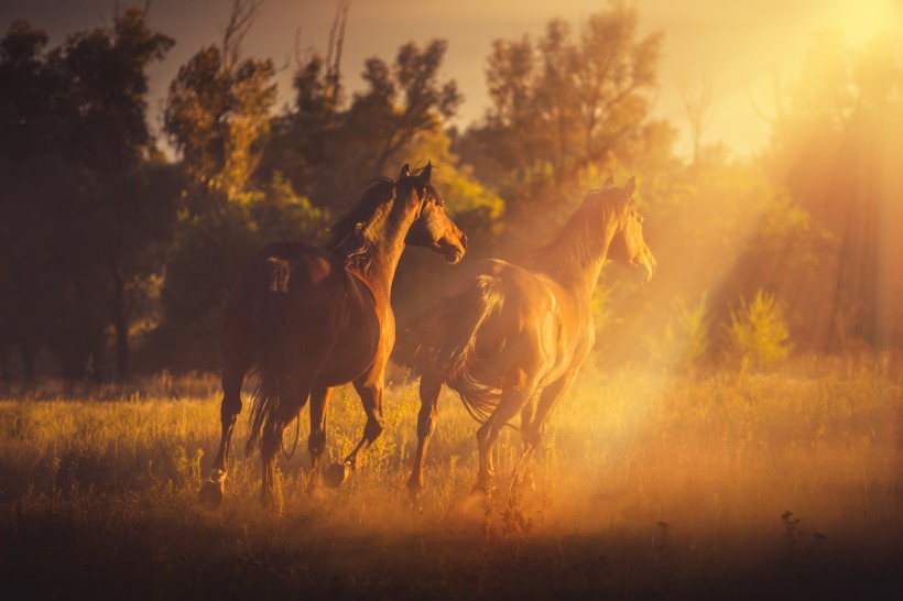 点击大图看下一张：夕阳下骏马奔跑图片
