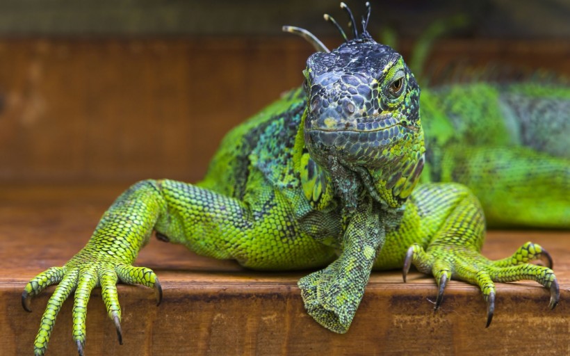 点击大图看下一张:蜥蜴图片