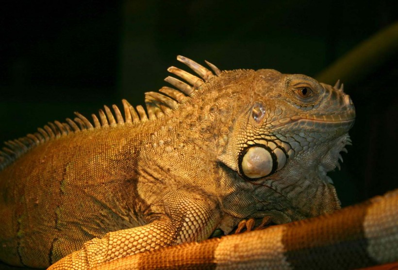 点击大图看下一张：蜥蜴图片