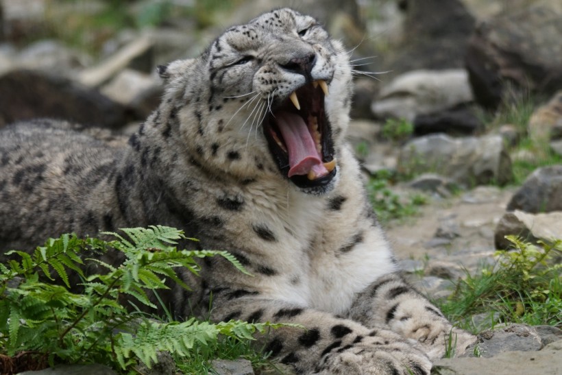 点击大图看下一张：优雅矫健的雪豹图片