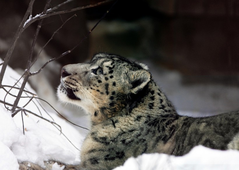 点击大图看下一张：优雅矫健的雪豹图片