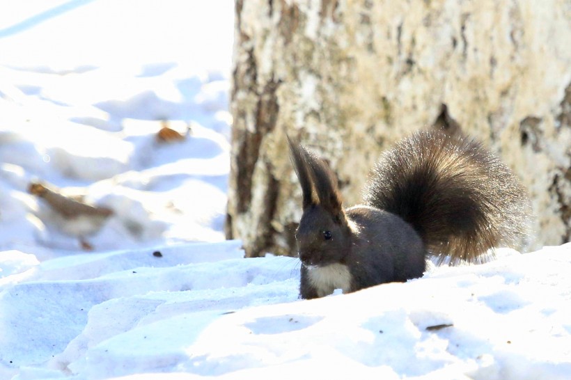 点击大图看下一张：雪地里的松鼠图片