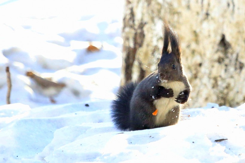 点击大图看下一张：雪地里的松鼠图片