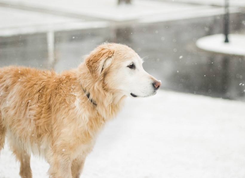 点击大图看下一张：雪地里的宠物狗图片