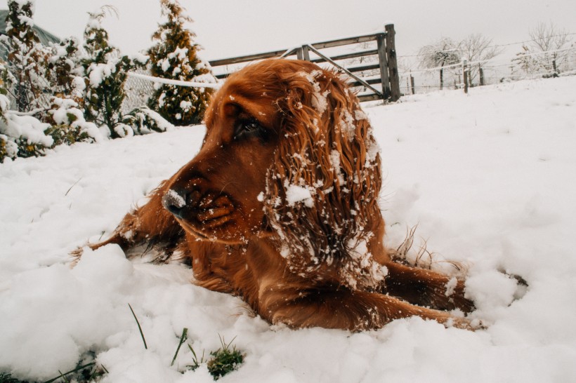点击大图看下一张：雪地里的宠物狗图片