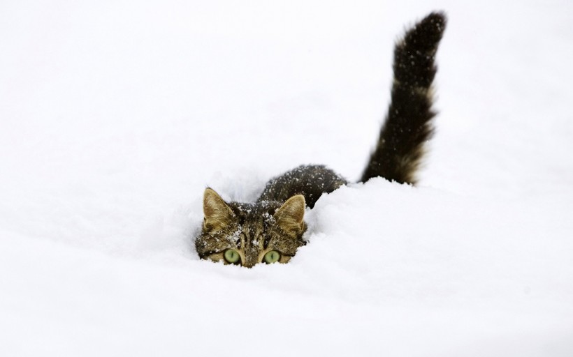 点击大图看下一张：雪地里的动物图片