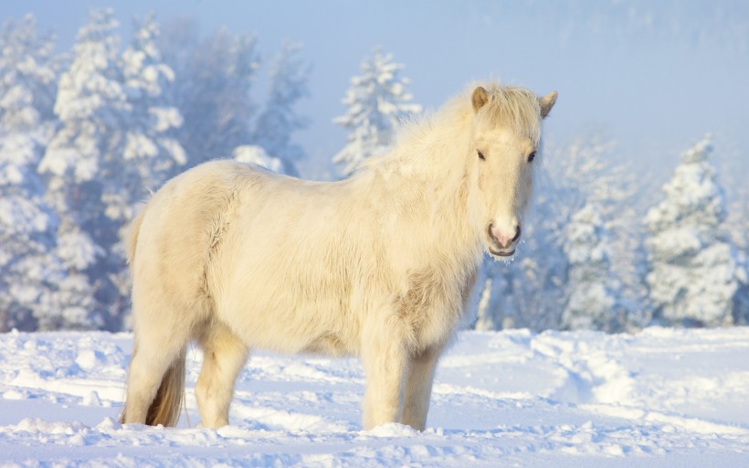 点击大图看下一张：雪地里的动物图片