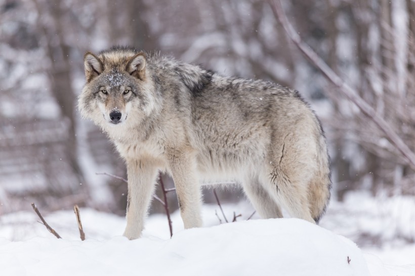 点击大图看下一张：雪地里的狼图片