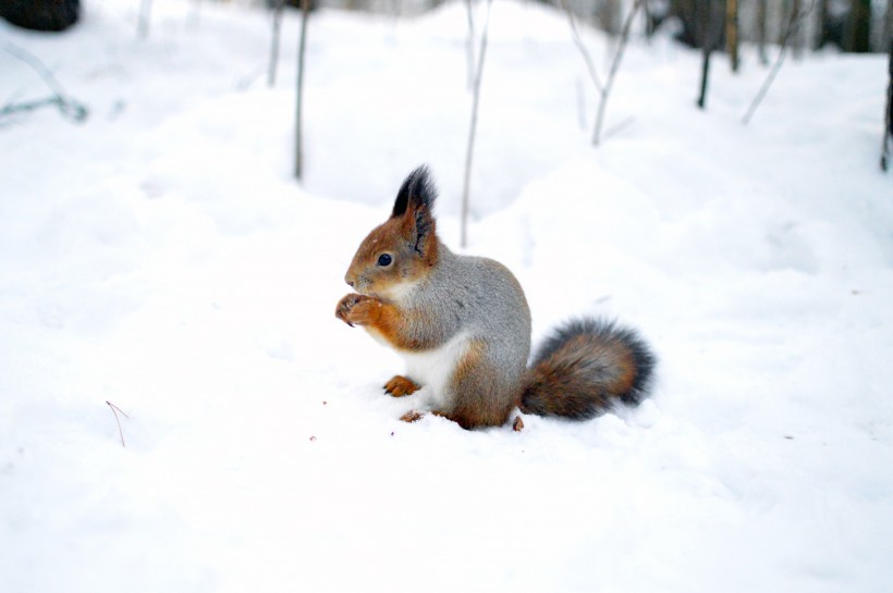 点击大图看下一张：雪地里嬉戏的动物图片
