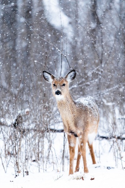 点击大图看下一张：雪地里嬉戏的动物图片
