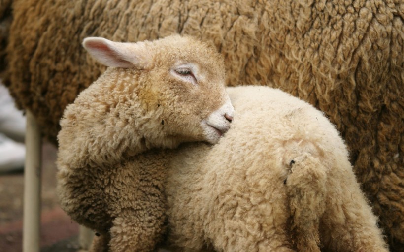 点击大图看下一张：可爱的羊图片