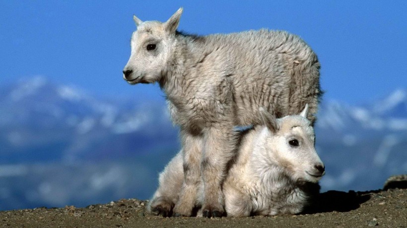 点击大图看下一张：可爱的羊图片