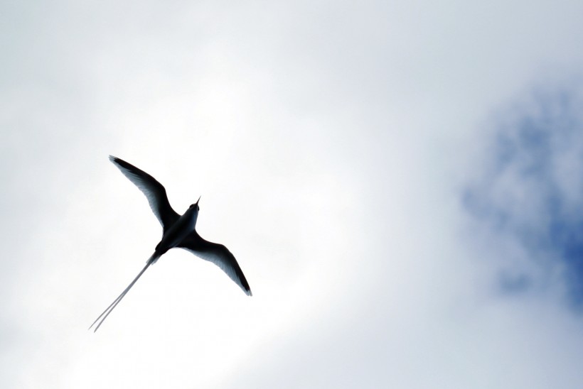 点击大图看下一张：黑色可爱的燕子图片