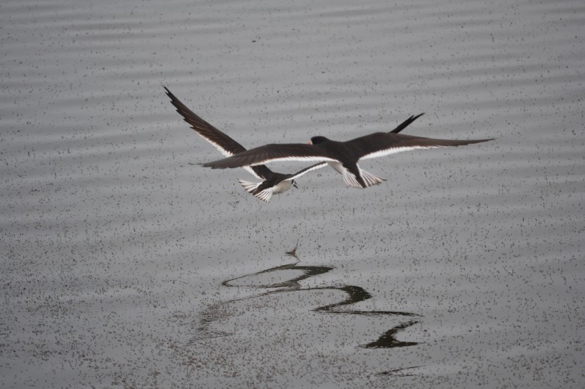 点击大图看下一张：黑色可爱的燕子图片