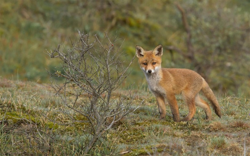 点击大图看下一张：遥望远方的狐狸图片
