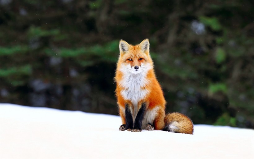 点击大图看下一张：遥望远方的狐狸图片