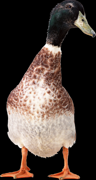 点击大图看下一张：鸭子透明背景PNG图片