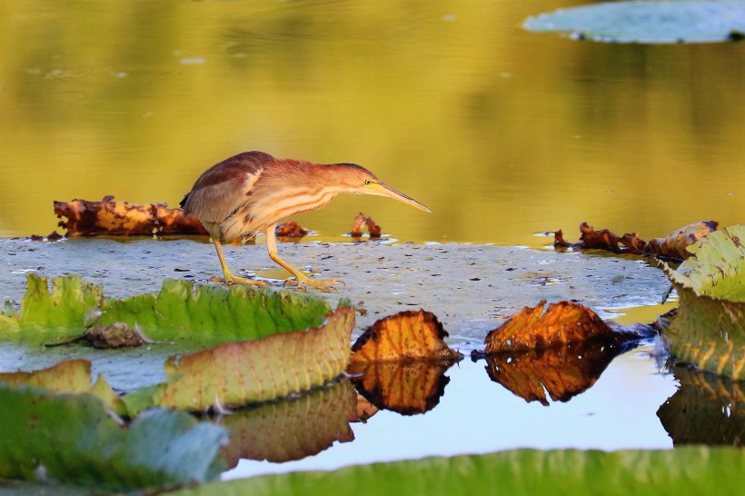 点击大图看下一张：荷塘里的黄苇鳽图片