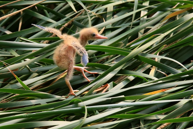 点击大图看下一张：黄苇鳽幼鸟图片