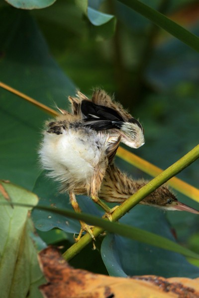 点击大图看下一张：黄苇鳽幼鸟图片