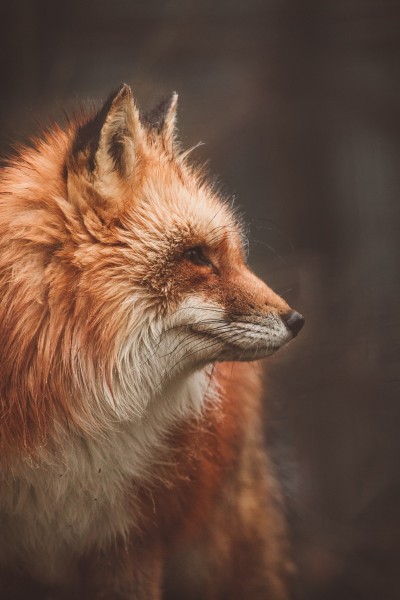 点击大图看下一张：可爱的野生狐狸图片