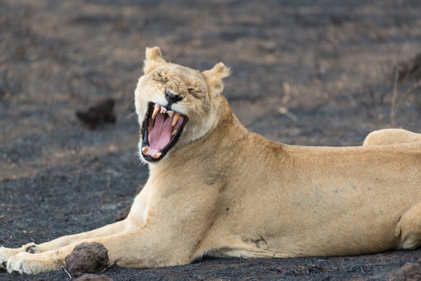 点击大图看下一张：凶猛的野生母狮子图片