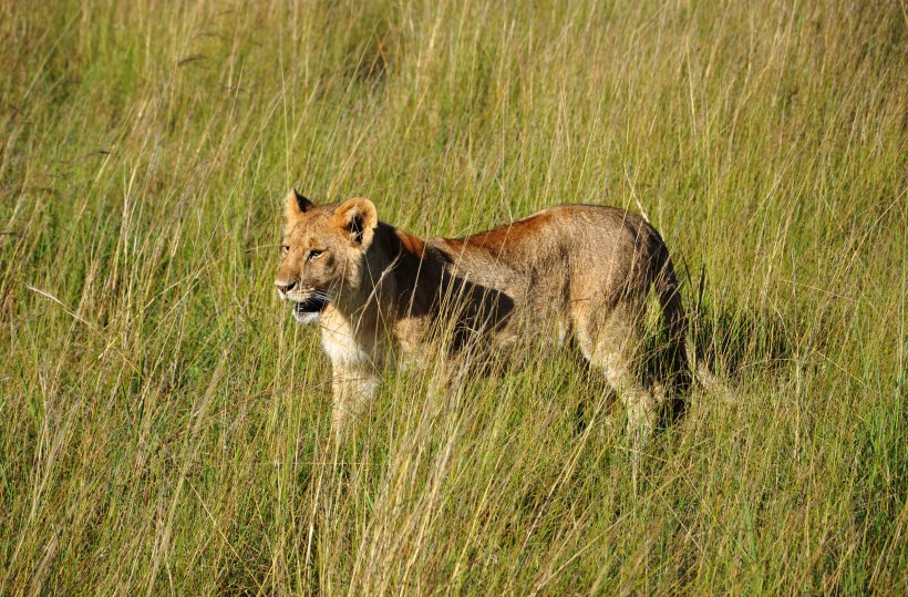 点击大图看下一张：凶猛的野生母狮子图片