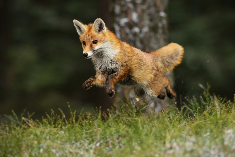 点击大图看下一张：野外狐狸图片