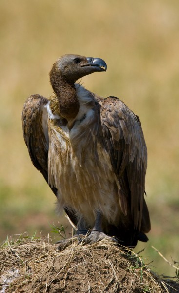 点击大图看下一张：野外秃鹫图片