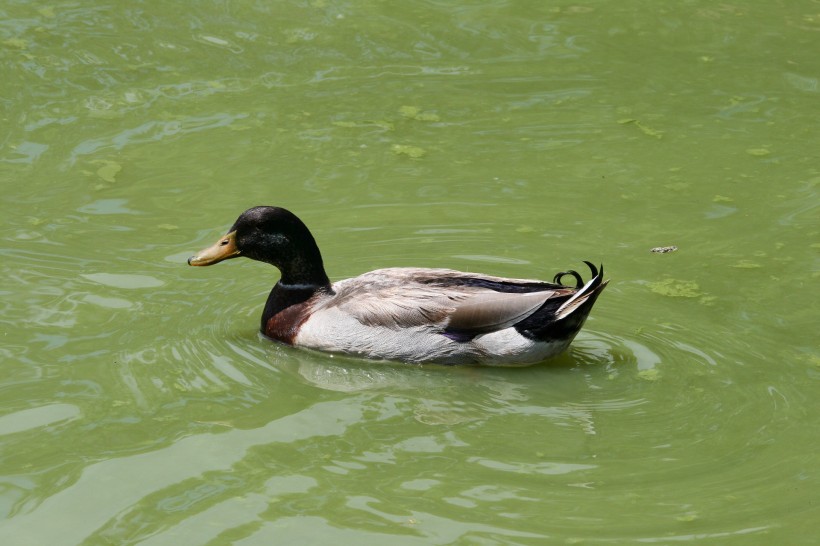 点击大图看下一张：池塘里的野鸭图片