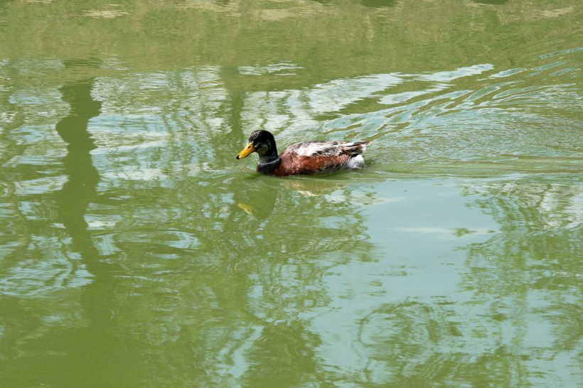 点击大图看下一张：池塘里的野鸭图片