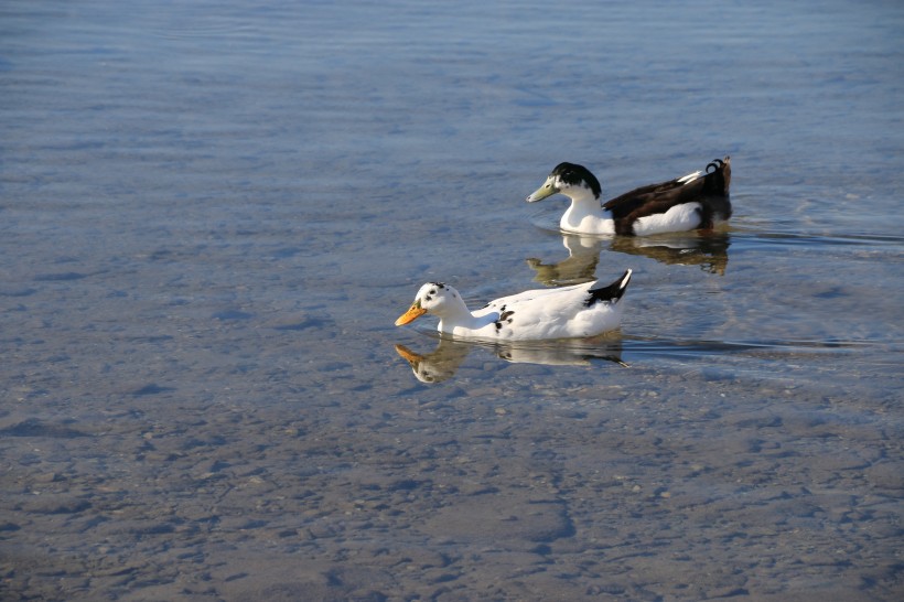 点击大图看下一张：水中游泳的野鸭图片