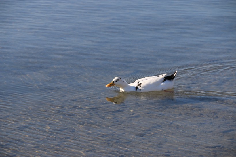 点击大图看下一张：水中游泳的野鸭图片